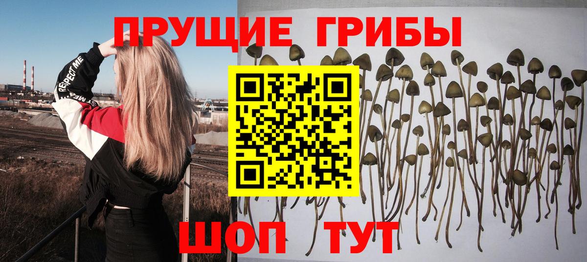 Галлюциногенные грибы прущие грибы Кимры